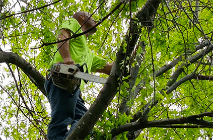Professional arborist trimming trees in Tulsa